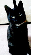 小梅と猫　〜黒猫の銀次郎