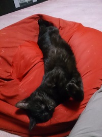 猫に遠慮